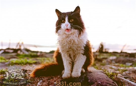 猫吃土是怎么回事 猫咪为什么会产生异食癖(图1)