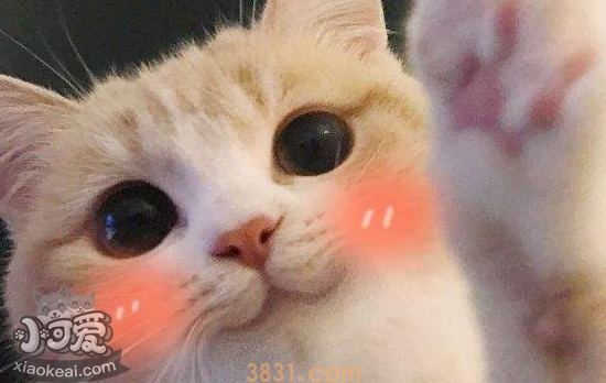 猫白细胞偏低 是什么原因(图1)