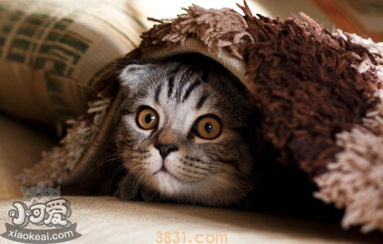 绿萝对猫有毒吗 绿萝对猫有毒吗怎么办(图1)