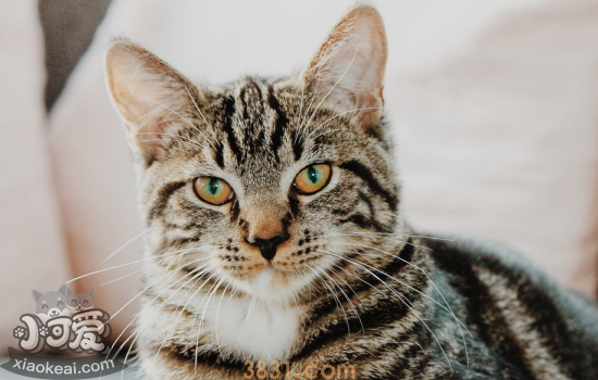 绿萝对猫有毒吗 绿萝对猫有毒吗怎么办(图2)