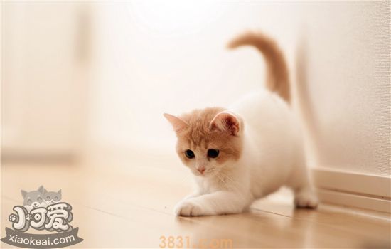 小猫肚子上有个小鼓包 是什么原因(图1)