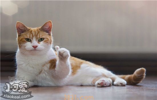 猫嗓子哑了还总是干呕 是什么原因?(图1)