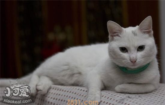 猫嗓子哑了还总是干呕 是什么原因?(图2)