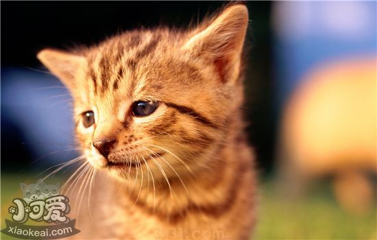 猫咪突然砸吧嘴吐白沫 是什么原因?(图2)
