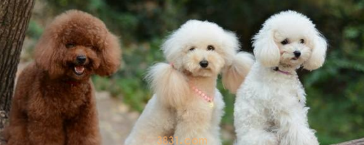 贵宾犬只认一个主人吗 短期内只认一个主人!(图1)