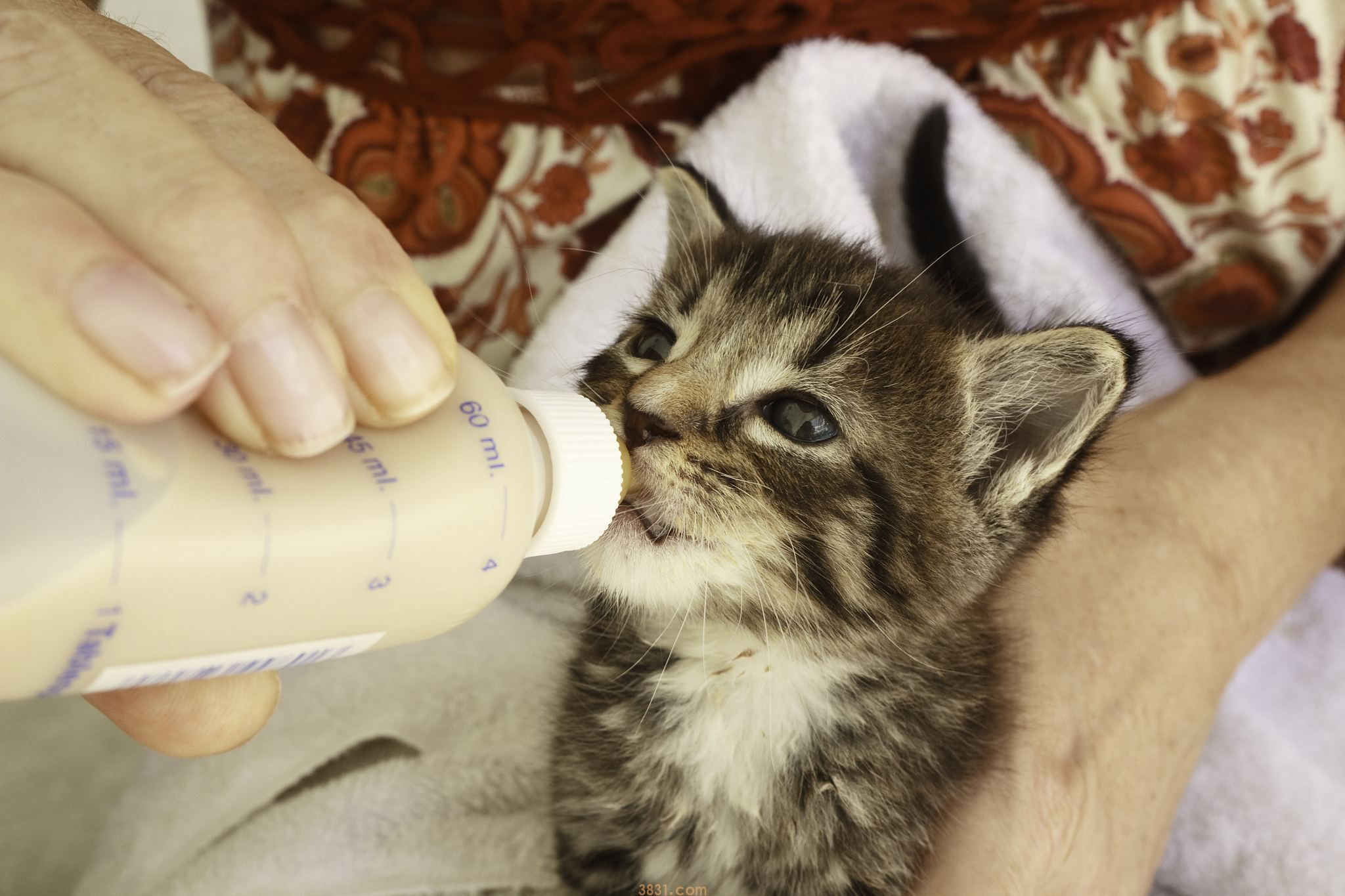 猫奶粉怎么选择 想买优质奶粉这样选!(图2)
