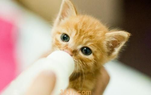 猫奶粉怎么选择 想买优质奶粉这样选!(图4)