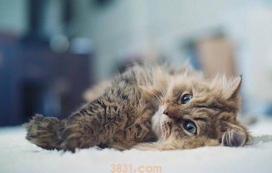 猫艾滋病早期症状 如何检测善于潜伏的猫艾滋(图2)