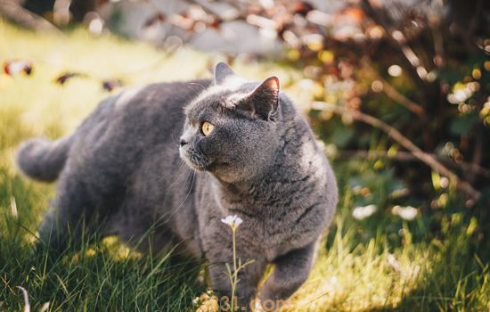猫艾滋怎么检测 关于猫艾滋你了解多少(图1)