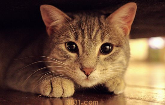 猫拉稀怎么办 三招对症下药(图1)