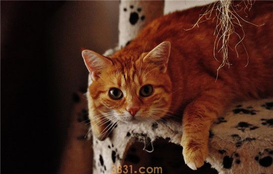 猫三联是什么 注射猫三联疫苗要注意什么(图1)