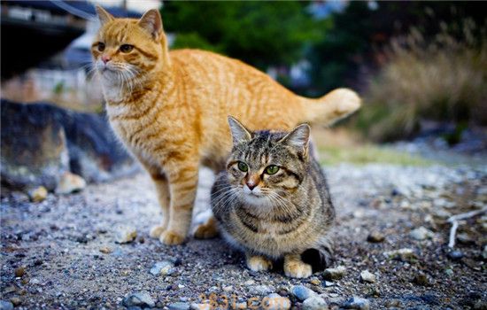 猫三联是什么 注射猫三联疫苗要注意什么(图2)