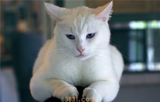 猫咪掉毛的原因有哪些 什么疾病会导致猫咪掉毛(图1)