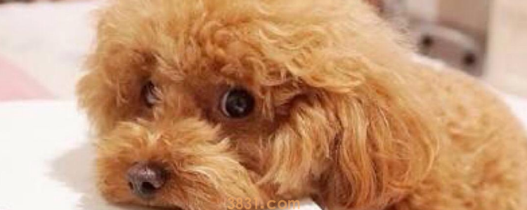 贵宾犬能长多大 按照标准尺寸计算(图1)