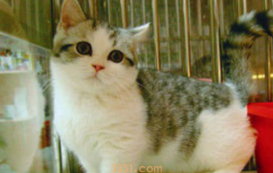猫缺乏微量元素的表现 猫都缺微量元素了你心还这么大吗?(图1)