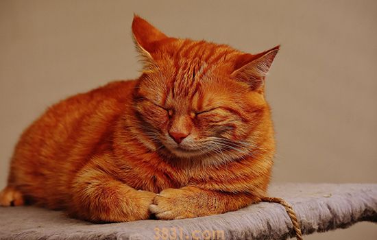 猫黄曲霉素中毒症状 夏季高发期如何避免(图2)