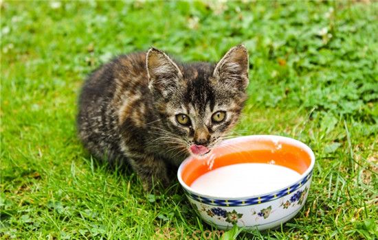 猫咪不爱喝水会怎么样 猫咪不喜欢喝水该怎么办(图1)