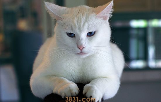 猫猝死的原因有哪些 这些致命因素要提防(图1)
