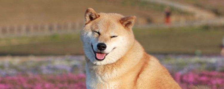 狗狗总挠窝是怎么回事 是天性!(图1)