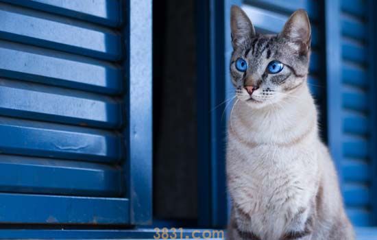 猫咪睡觉时流口水是怎么回事 猫咪睡觉时流口水要怎么办(图1)
