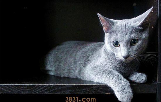 猫咪睡觉时流口水是怎么回事 猫咪睡觉时流口水要怎么办(图2)