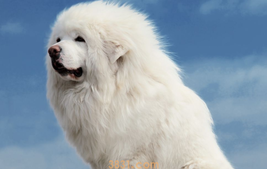 藏獒可以办狗证吗 烈性犬可以办理犬证吗(图1)