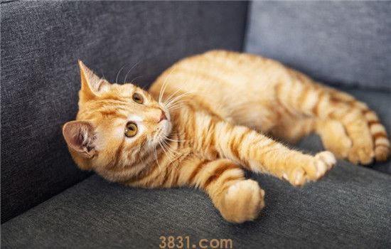 猫咪为什么会得空调病 空调病要如何预防或治疗(图1)