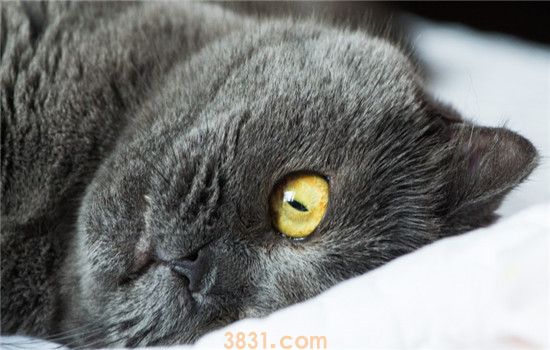 猫咪为什么会得空调病 空调病要如何预防或治疗(图2)