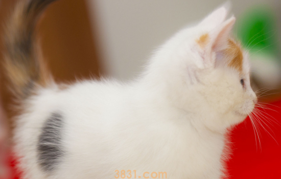 猫鼻子抹风油精吐白沫 你怎么不给你自己鼻子涂风油精呢!(图1)