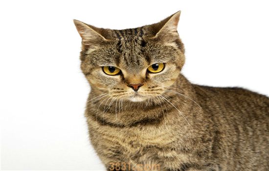 泡过的猫粮多久变质 猫不能吃隔夜猫粮!(图1)
