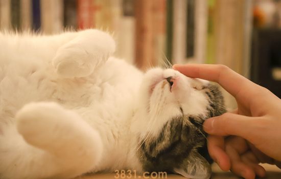 怎么让猫不上自己的床 这三招很管用(图1)