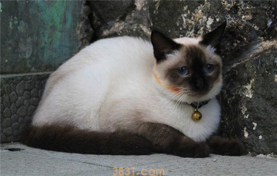 猫咪母鸡蹲是不舒服吗 猫咪母鸡蹲的原因是什么(图1)