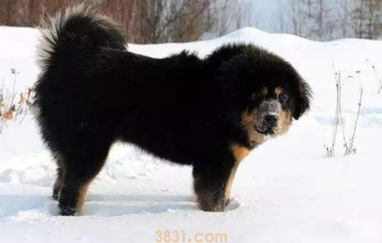 藏獒多重 成年藏獒多少斤(图1)