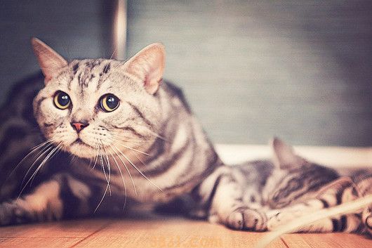 怎么打猫长记性 打猫真的能改掉坏习惯吗?(图1)