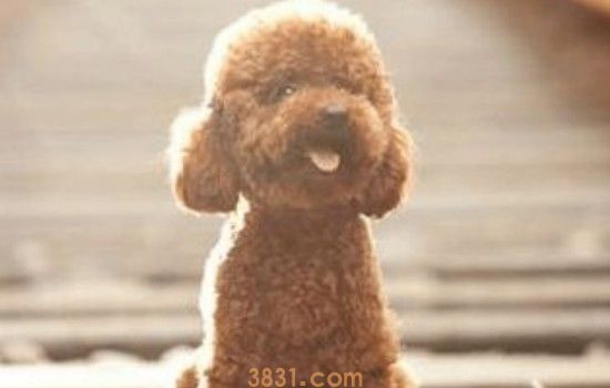 贵宾犬为什么要断尾巴 贵宾犬断尾巴的原因分析(图1)