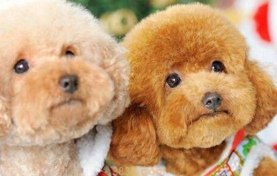 贵宾犬为什么要断尾巴 贵宾犬断尾巴的原因分析(图2)