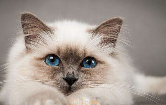 被猫抓伤了超过了24小时了。还可以打针吗 猫抓伤尽早注射(图1)