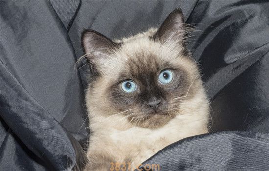 猫咪为什么会吐毛球 猫咪的毛球吐不出来会怎么样(图2)
