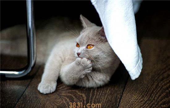 猫咪会得糖尿病吗 猫咪得糖尿病要如何确诊(图1)