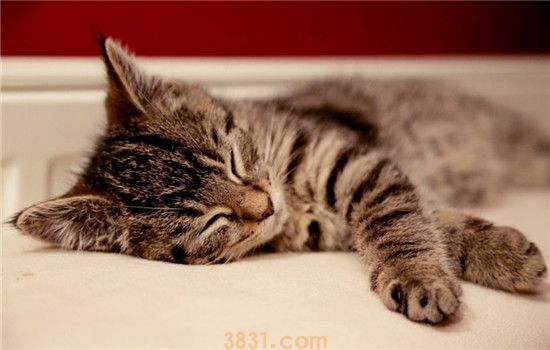 猫咪会得糖尿病吗 猫咪得糖尿病要如何确诊(图2)