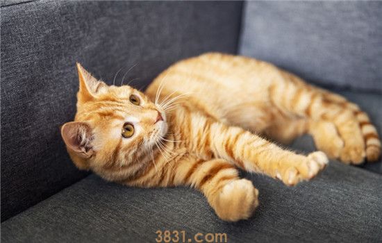 猫艾滋是什么 猫艾滋可以预防吗(图2)