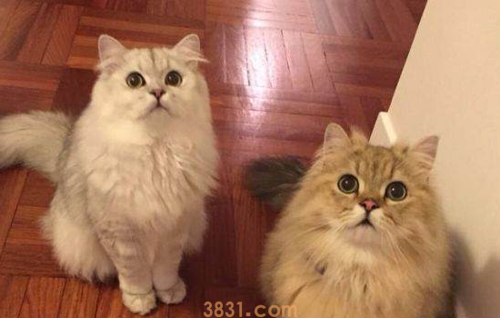 猫脖子掉毛是怎么回事 猫脖子掉毛是不是看起来很蠢!(图1)