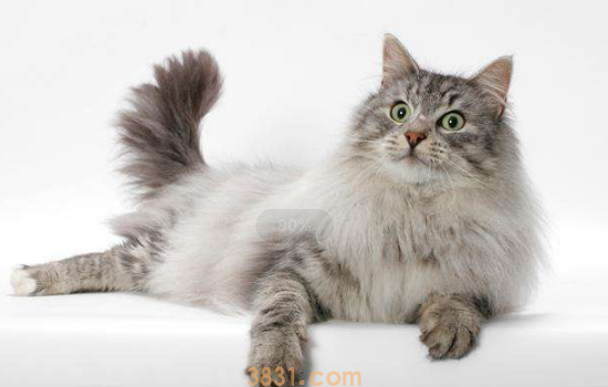 猫藓好治吗 想要治疗猫藓需要用对办法啊!(图1)
