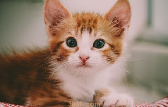 小猫不会叫是怎么回事 需要治疗吗(图1)