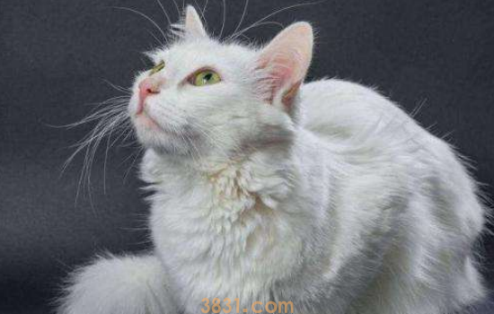 白毛猫咪发黄洗白妙招 白毛猫发黄是真的很难看的!(图1)
