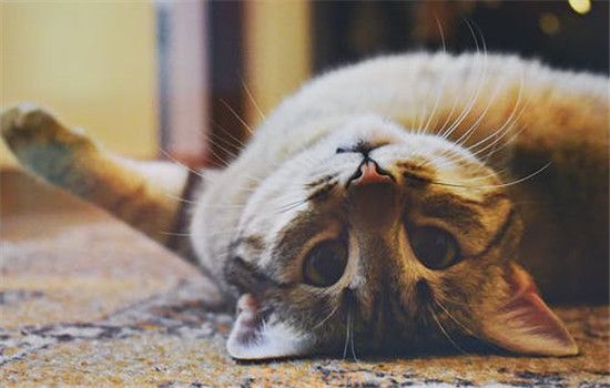 猫咪发情期持续多久 猫咪什么时候可以进行交配(图1)