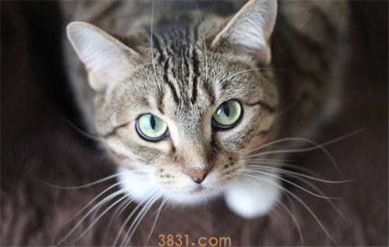 猫咪发情期持续多久 猫咪什么时候可以进行交配(图2)