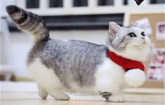 猫咪弓形虫会传染给人吗 会通过哪些途径传染呢(图1)