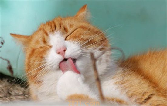 怎样预防猫咪得皮肤病 这五个方面要注意(图1)