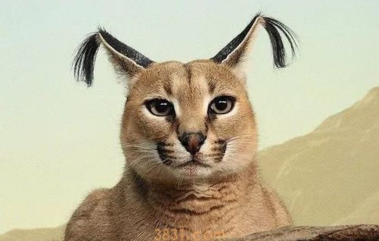 猫舔了碘伏会有事吗 猫舔碘伏你咋心这么大呢!(图1)